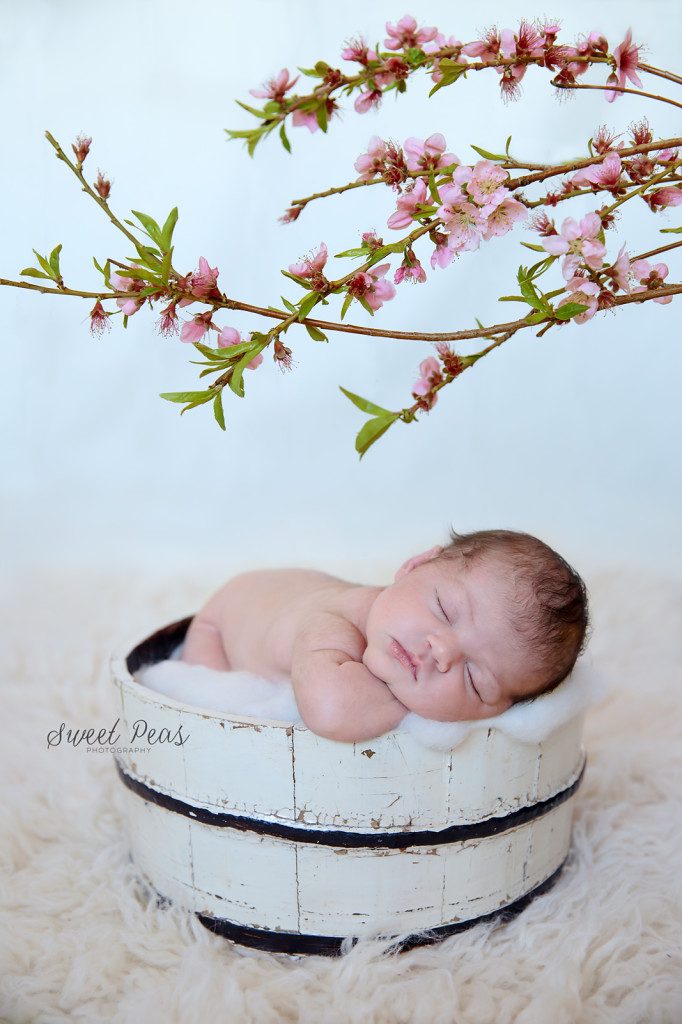 Apple Blossoms Newborn Girl
